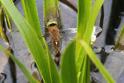 Aeshna isoceles (Green-eyed Hawker) female 4.JPG